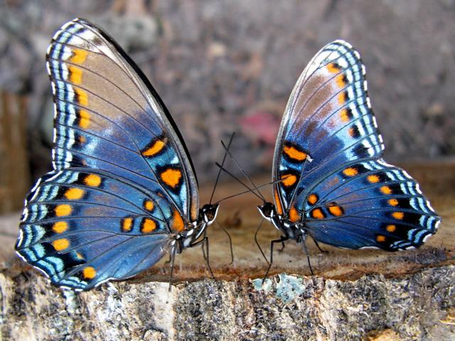 Все о бабочках в Курске | ЗооТом портал о животных