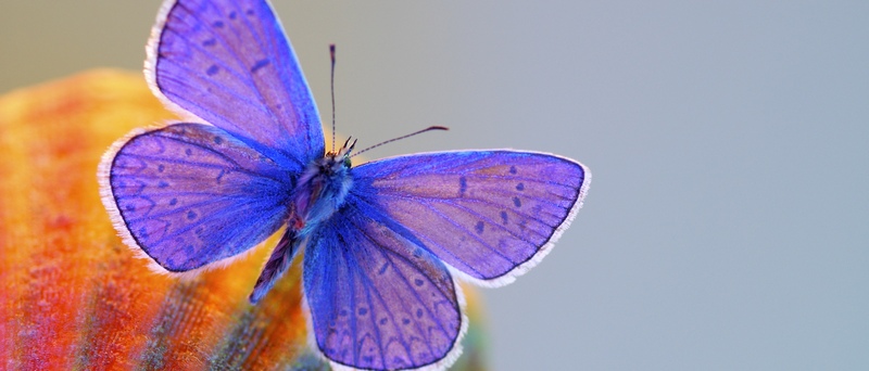 Все о бабочках в Курске | ЗооТом портал о животных