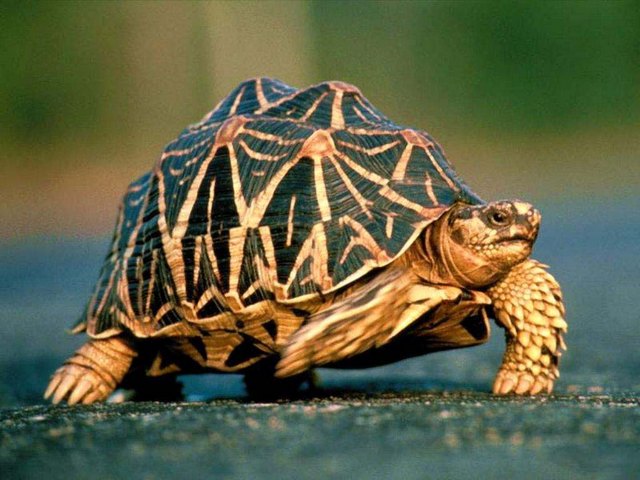 Все о черепахах в Курске | ЗооТом портал о животных