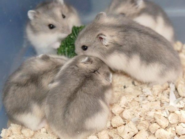 Породы хомяков | ЗооТом - продажа, вязка и услуги для животных в Курске