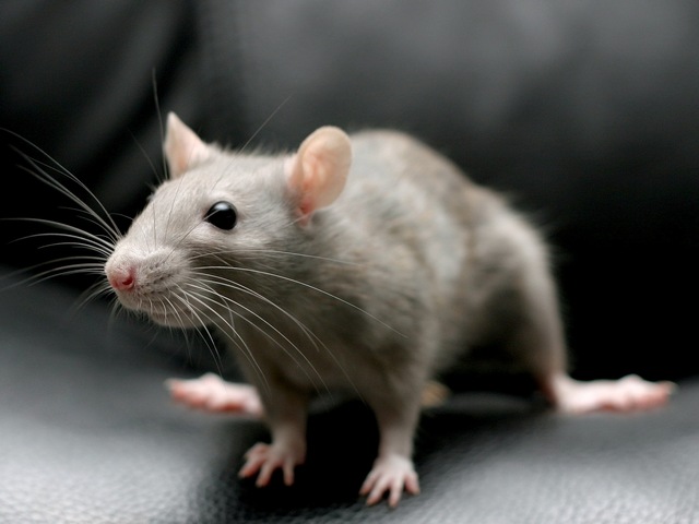Все о крысах в Курске | ЗооТом портал о животных