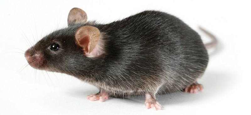 Все о крысах в Курске | ЗооТом портал о животных