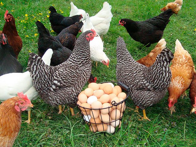 Содержание кур и уход за ними | ЗооТом - продажа, вязка и услуги для животных в Курске