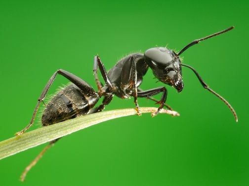 Все о муравьях в Курске | ЗооТом портал о животных