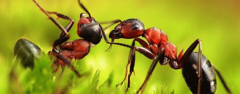 Все о муравьях в Курске | ЗооТом портал о животных