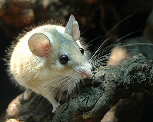 Все о мышах в Курске | ЗооТом - продажа, вязка и услуги для животных в Курске