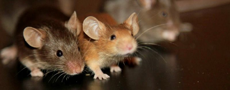 Все о мышах в Курске | ЗооТом - продажа, вязка и услуги для животных в Курске
