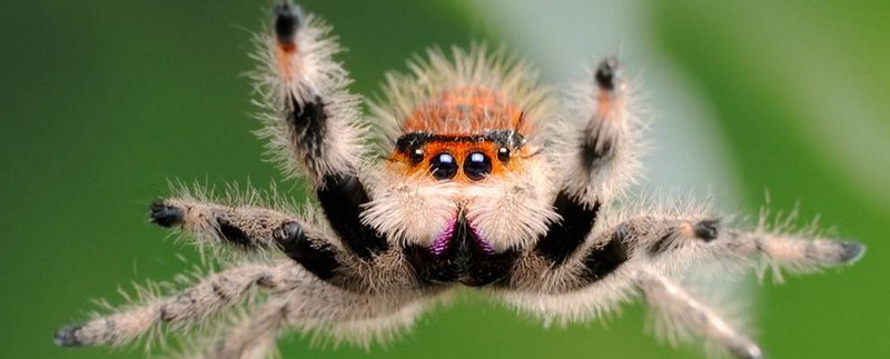 Все о пауках в Курске | ЗооТом портал о животных