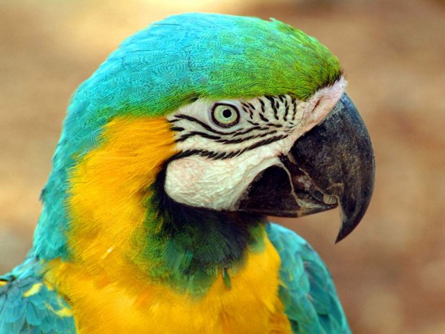 Все о попугаях в Курске | ЗооТом портал о животных