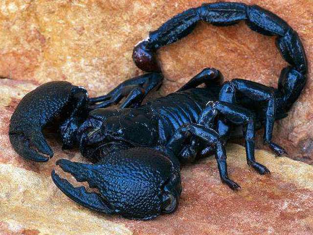 Все о скорпионах в Курске | ЗооТом портал о животных
