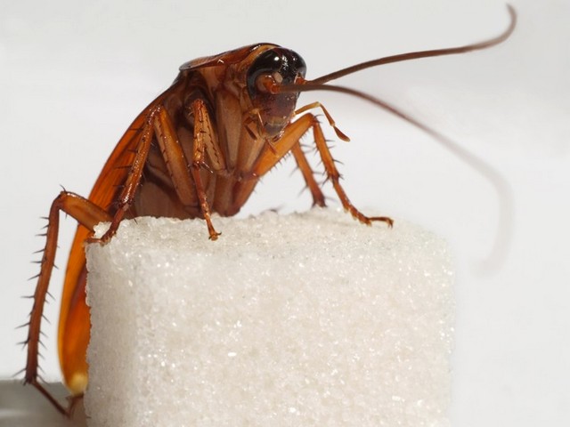 Все о тараканах в Курске | ЗооТом портал о животных