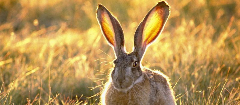 Все о зайцах | ЗооТом - продажа, вязка и услуги для животных в Курске