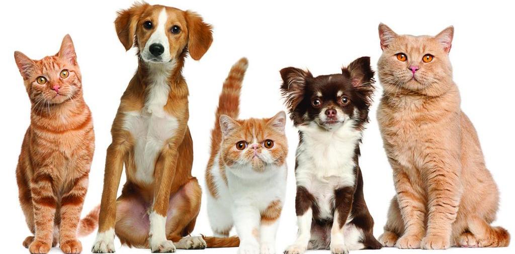 Доска объявлений о животных | ЗооТом - продажа, вязка и услуги для животных в Курске