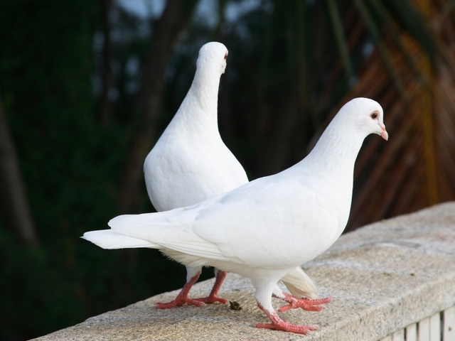 Все о голубях | ЗооТом - продажа, вязка и услуги для животных в Курске