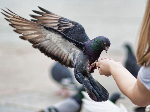 Все о голубях | ЗооТом - продажа, вязка и услуги для животных в Курске