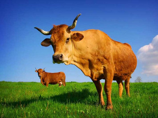 Все о коровах в Курске | ЗооТом портал о животных