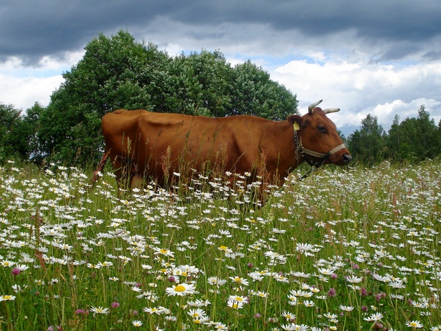Все о коровах в Курске | ЗооТом портал о животных