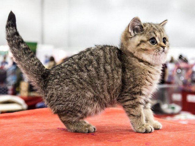 Породы кошек в Курске | ЗооТом портал о животных