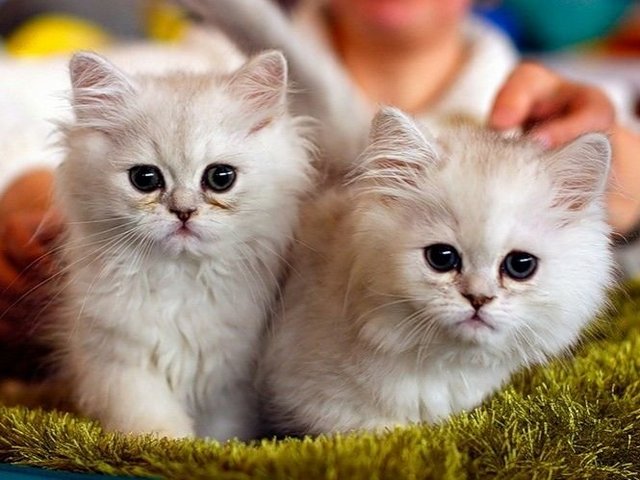Породы кошек в Курске | ЗооТом портал о животных