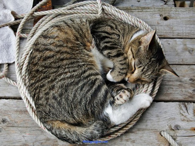 Все о кошках в Курске | ЗооТом портал о животных