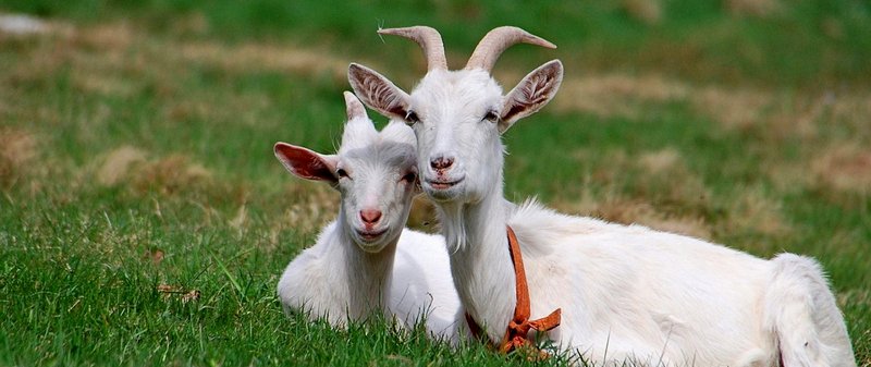 Все о козах в Курске | ЗооТом портал о животных