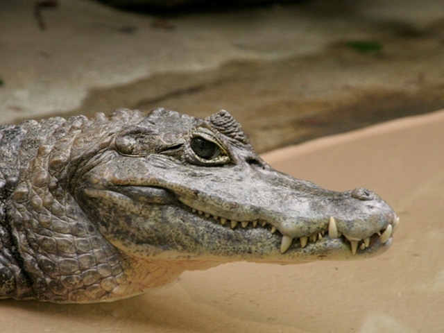 Все о крокодилах в Курске | ЗооТом портал о животных