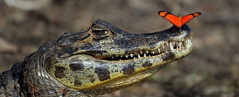 Все о крокодилах в Курске | ЗооТом портал о животных