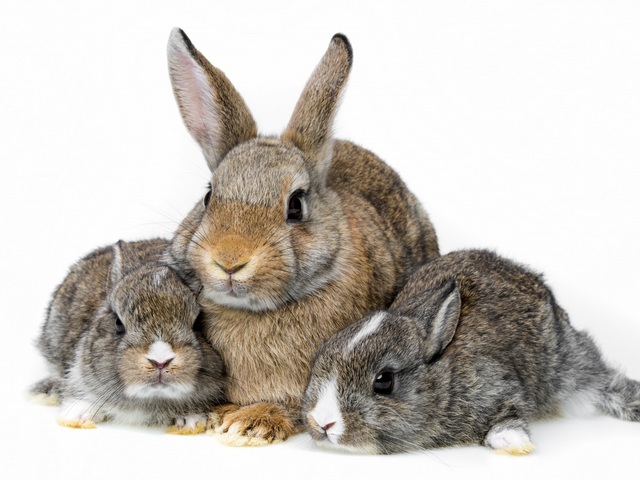 Все о кроликах в Курске | ЗооТом портал о животных