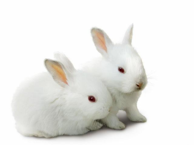 Все о кроликах в Курске | ЗооТом портал о животных