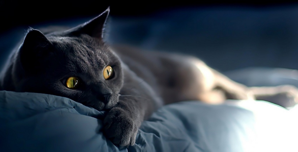 Объявления о кошках | ЗооТом - продажа, вязка и услуги для животных в Курске