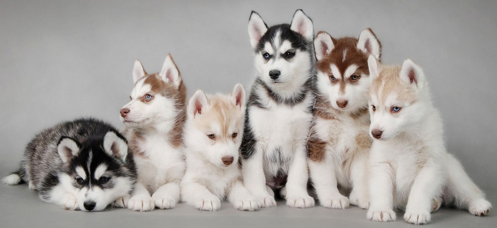 Объявления о собаках | ЗооТом - продажа, вязка и услуги для животных в Курске