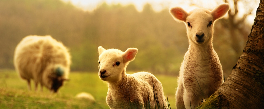 Объявления о сельскохозяйственных животных | ЗооТом - продажа, вязка и услуги для животных в Курске