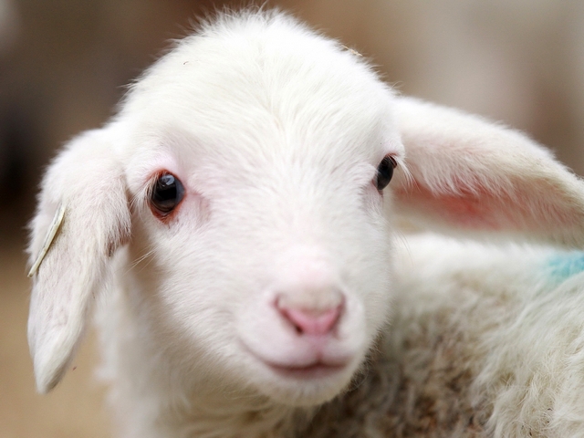 Овцы и бараны в Курске | ЗооТом портал о животных