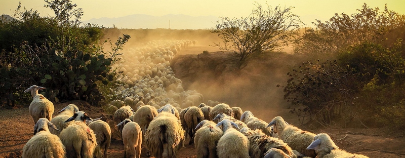 Все об овцах в Курске | ЗооТом портал о животных