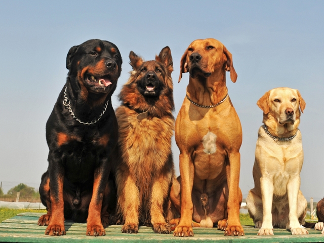 Крупные породы собак в Курске | ЗооТом портал о животных