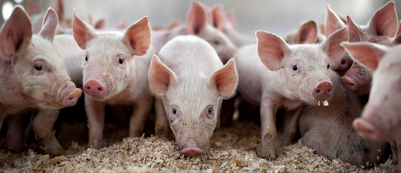 Все о свиньях в Курске | ЗооТом портал о животных