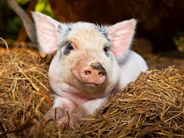 Все о свиньях в Курске | ЗооТом портал о животных