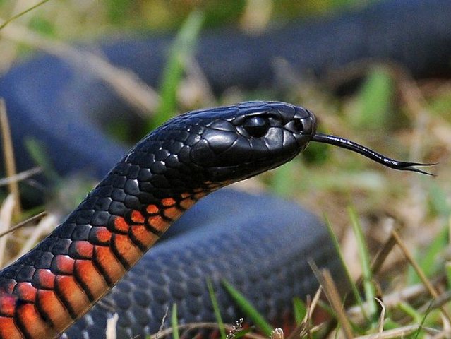 Все о змеях в Курске | ЗооТом портал о животных